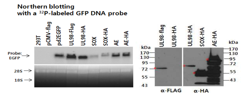 HCMV UL98 단백에 의해 리포터인 EGFP의 mRNA 발현은은 저해되지 않았음