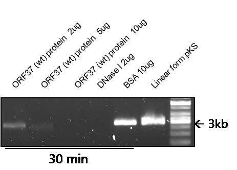 MHV-68 ORF37 wild type 정제 단백질의 DNase activity assay