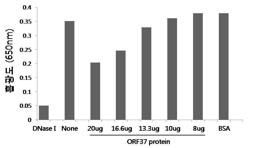 DNA methyl green assay를 이용한 MHV68 ORF37 단백질의 alkaline exonuclease activity 측정
