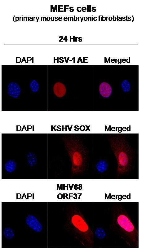 KSHV SOX, HSV-1 AE, MHV-68 ORF37의 MEF 세포내 위치 확인