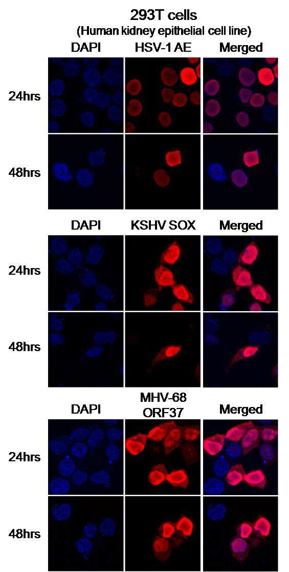KSHV SOX, HSV-1 AE, MHV-68 ORF37의 293T 세포내 위치 확인