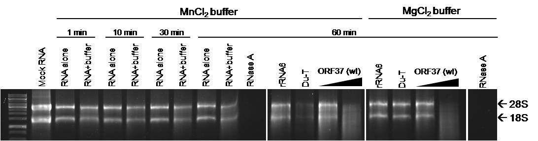 MHV-68 ORF37 wild type 정제 단백질의 RNase activity assay