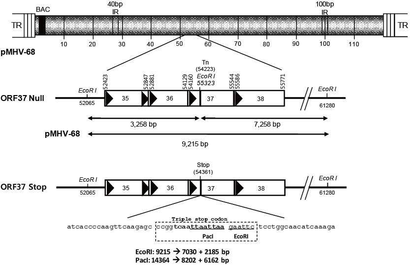 Mu transposon이 삽입된 ORF37 Null과 triple stop codon이 삽입된 ORF37 stop 바이러스