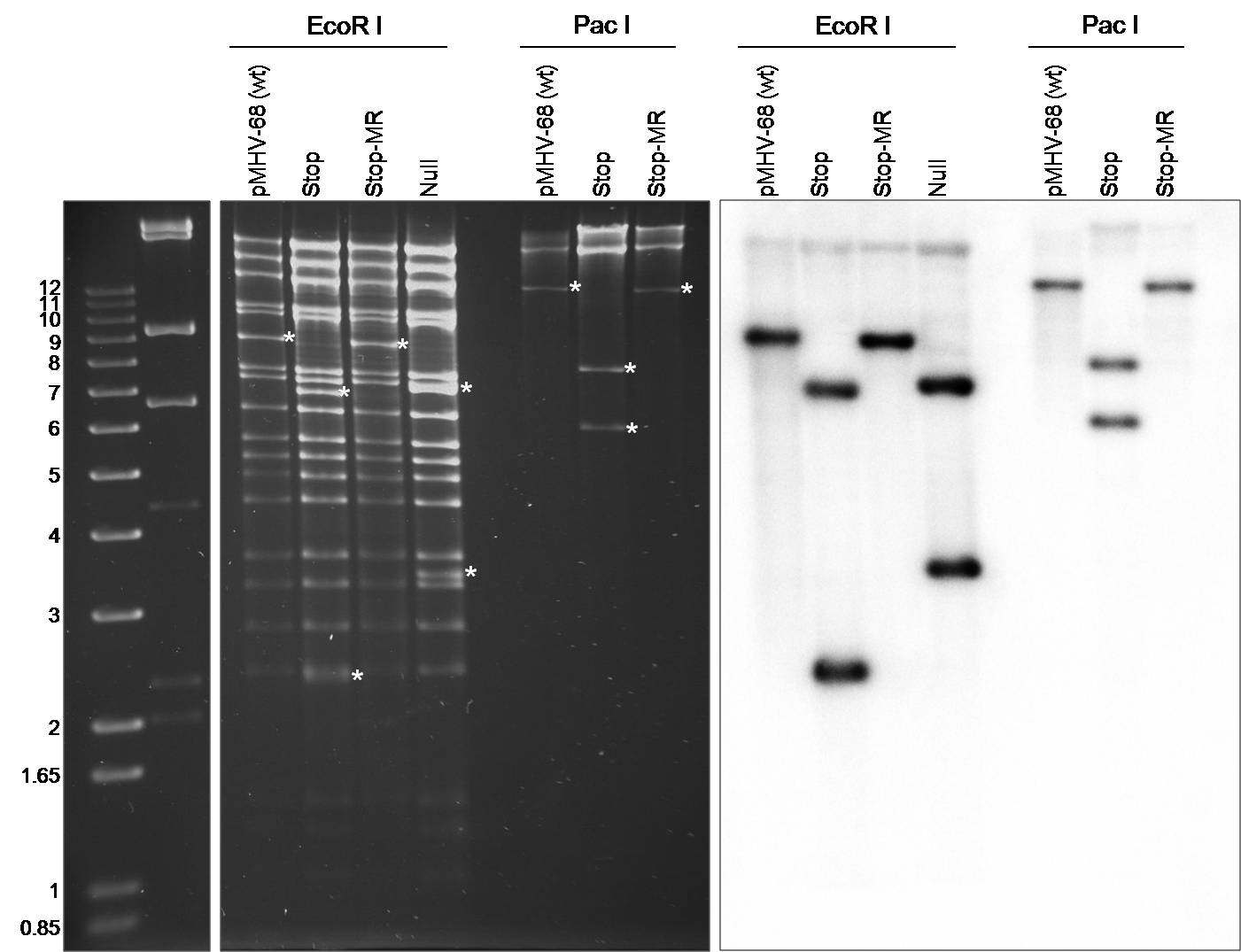 MHV-68 ORF37 결손 바이러스 BAC DNA의 DNA fragment 확인