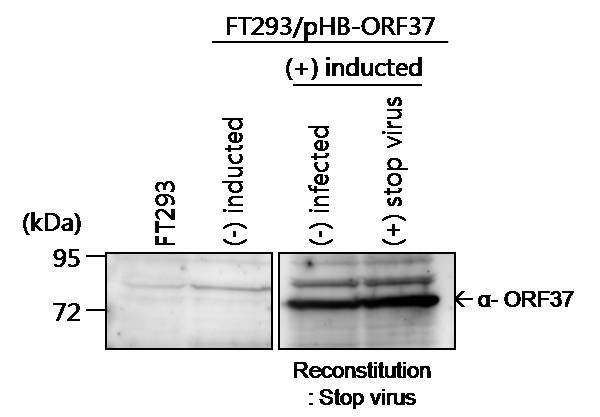 FT293/pHB-ORF37 stable cell line의 tetracyclin 처리에 의한 ORF37 유전자 발현 확인