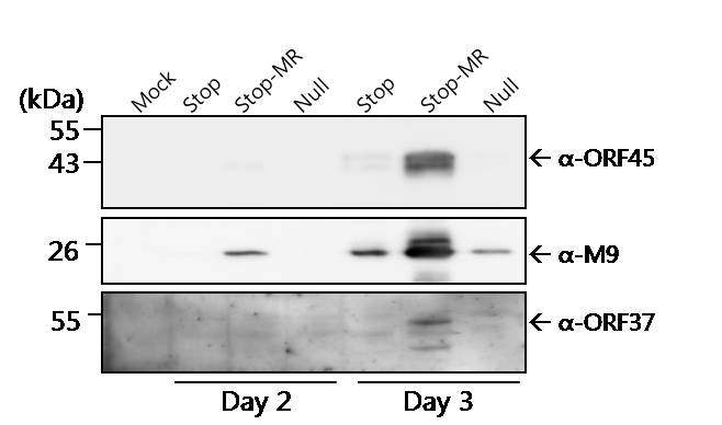 MHV-68 ORF37 결손 바이러스 증식에서 viral 단백질의 발현 확인