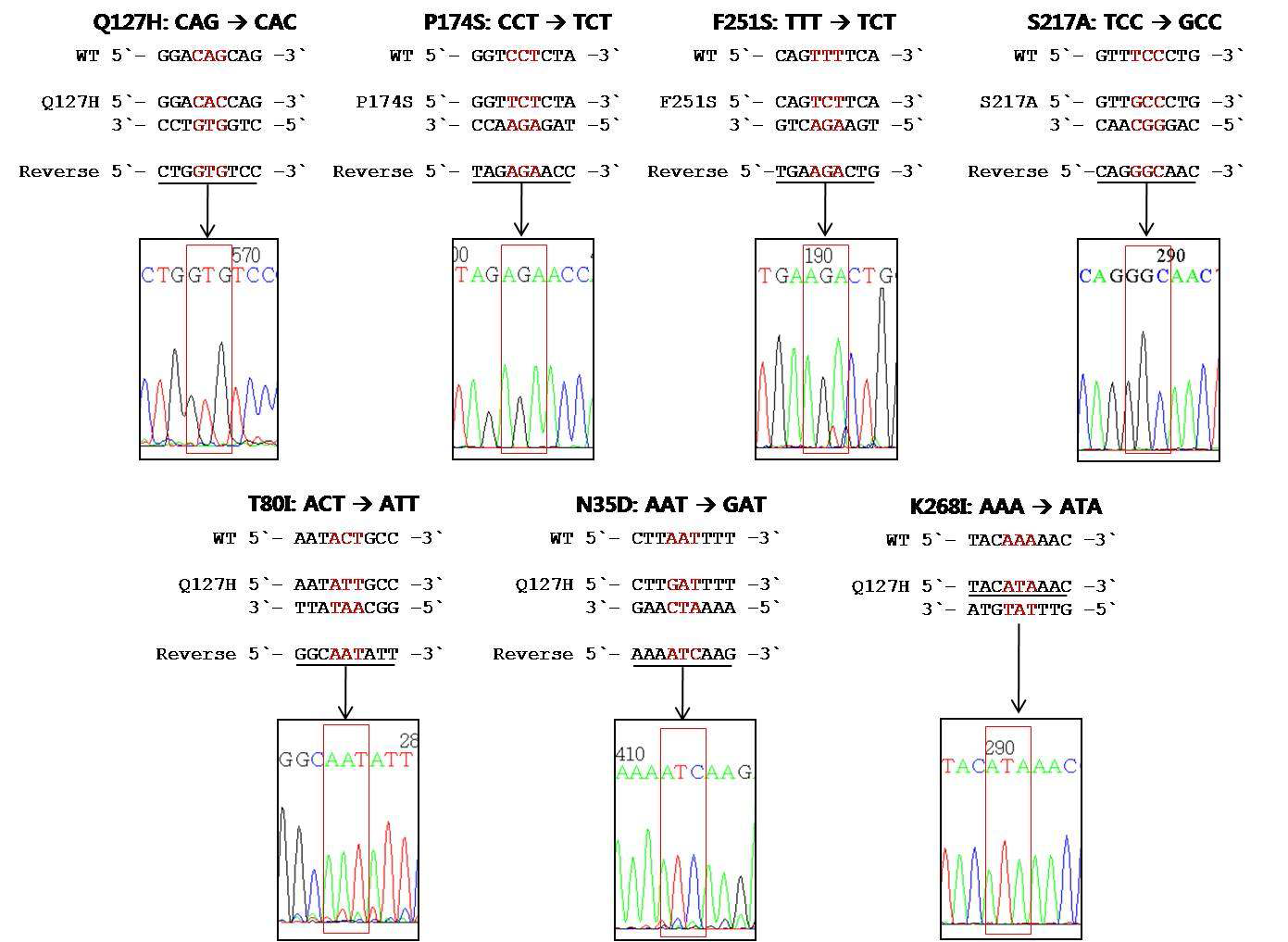 MHV-68 ORF37의 mutagenesis로 확보된 돌연변이들의 염기서열 분석 결과