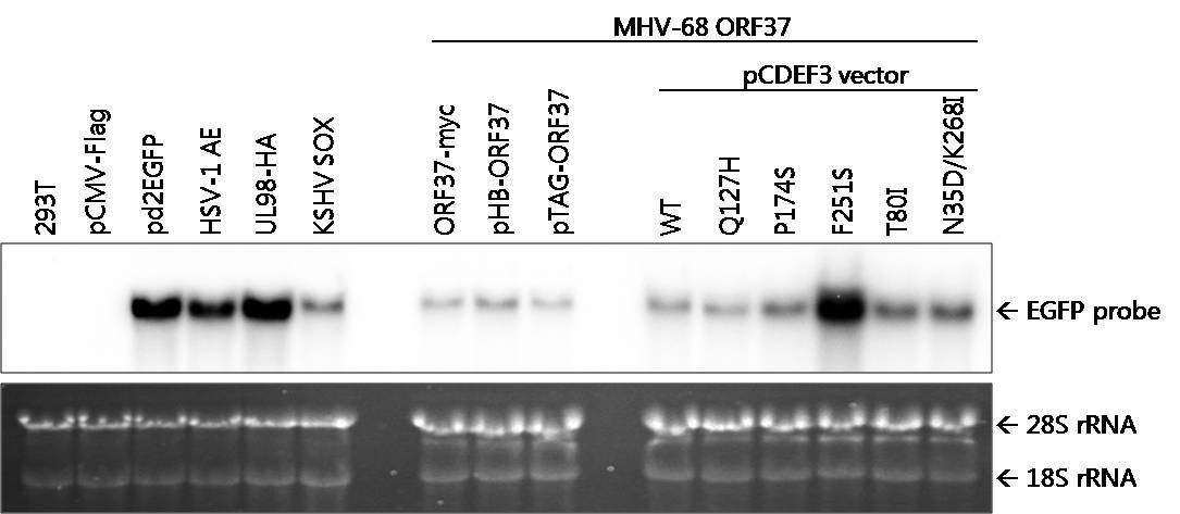 MHV-68 ORF37 돌연변이들 EGFP mRNA 수준에서 발현 비교 분석
