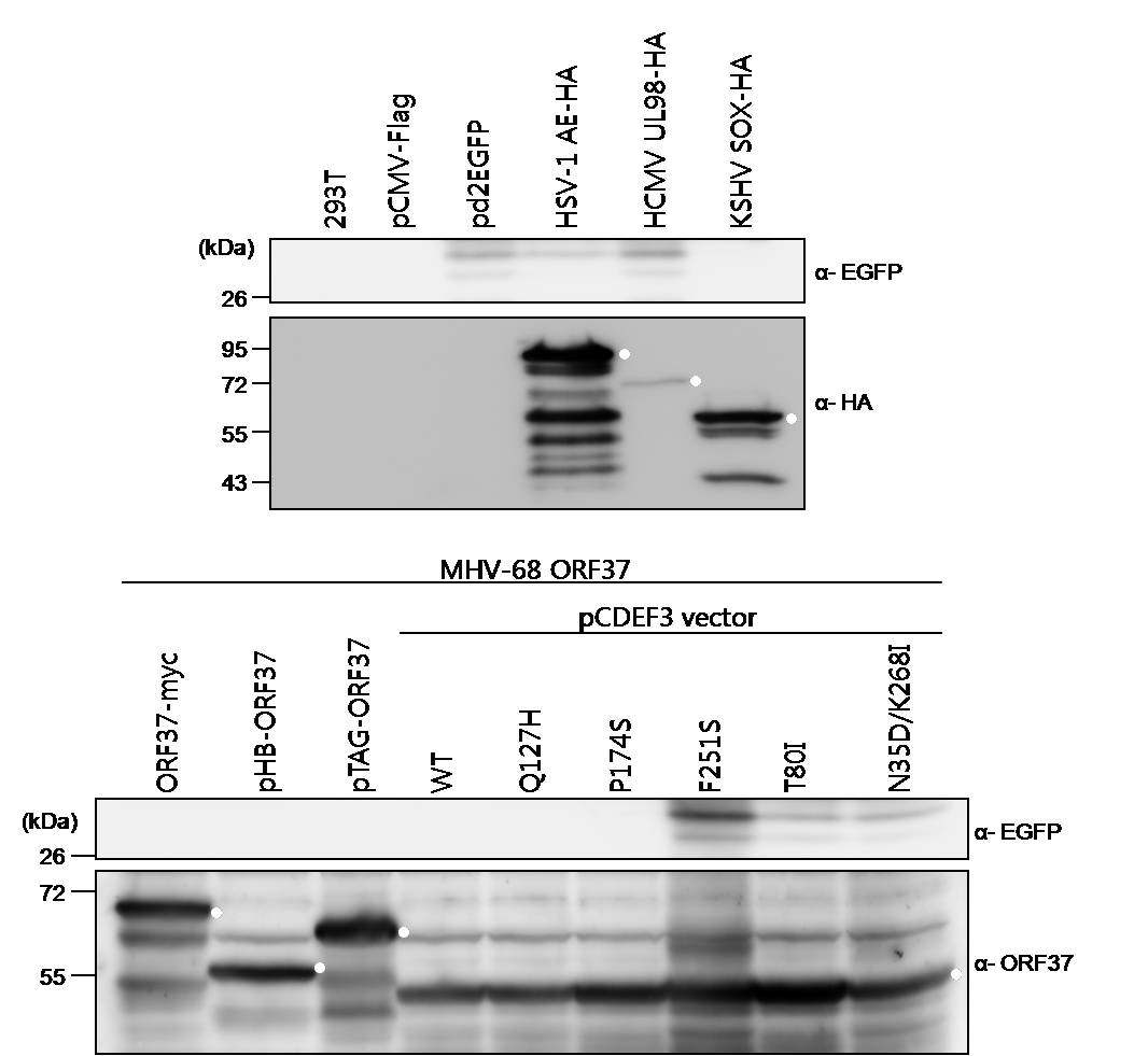 MHV-68 ORF37 돌연변이들의 EGFP 단백질 발현 비교 분석