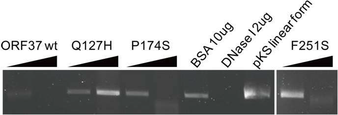 ORF37 돌연변이 단백질들의 DNase activity assay