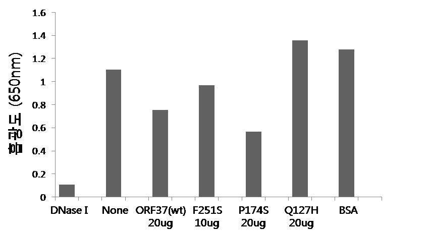 MHV68 ORF37 wild type과 돌연변이 단백질의 DNA methyl green assay 결과