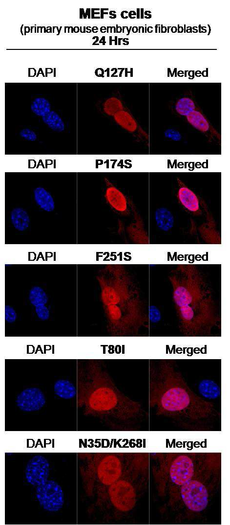 MHV-68 ORF37 돌연변이 발현벡터의 MEF 세포내 위치 분석