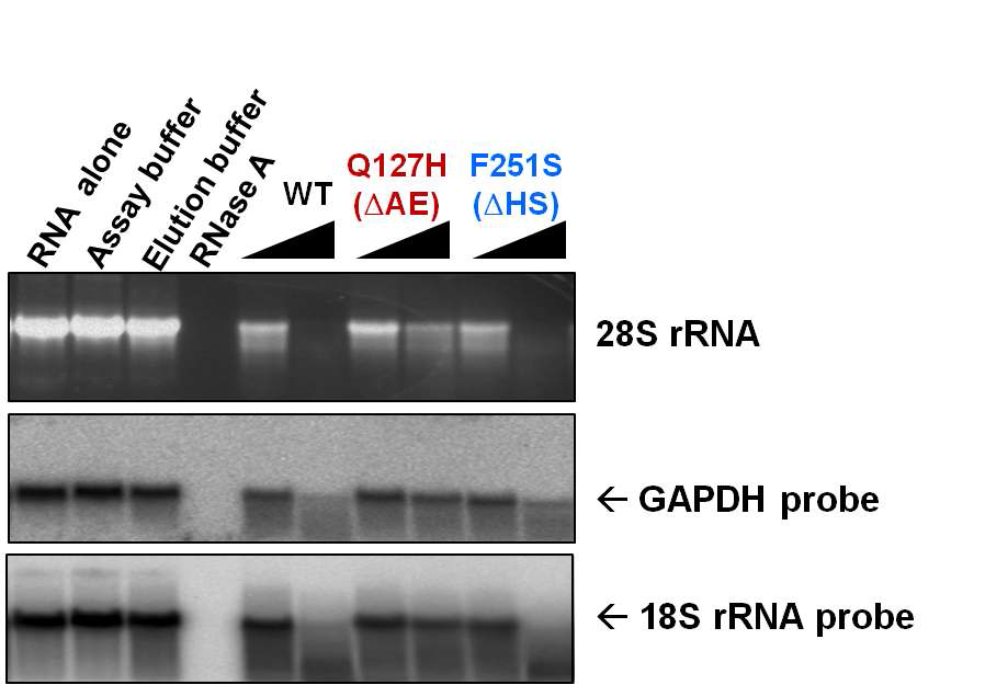 MHV-68 ORF37 단백서열 돌연변이 단백질의 RNase activity assay