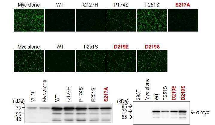 S217A, D219E, D219S 단백돌연변이의 HS 기능