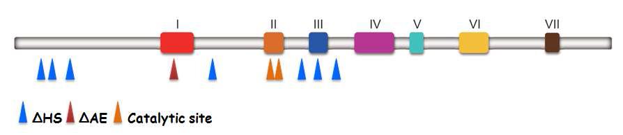 MHV-68 ORF37의 돌연변이 부위 모식도