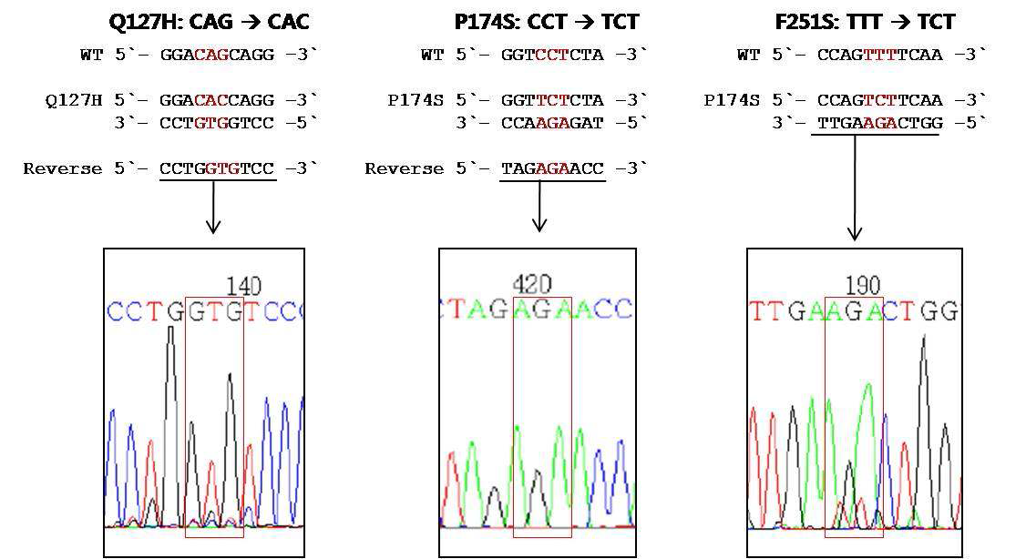 MHV-68 ORF37 단백서열 돌연변이 바이러스의 BAC DNA 염기서열 분석 결과