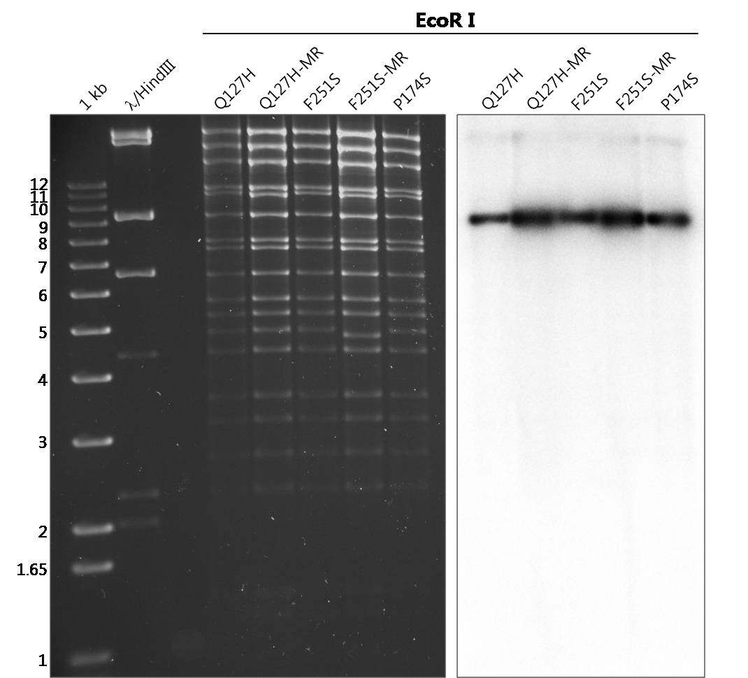 MHV-68 ORF37 단백서열 돌연변이 바이러스 BAC DNA의 DNA fragment 확인