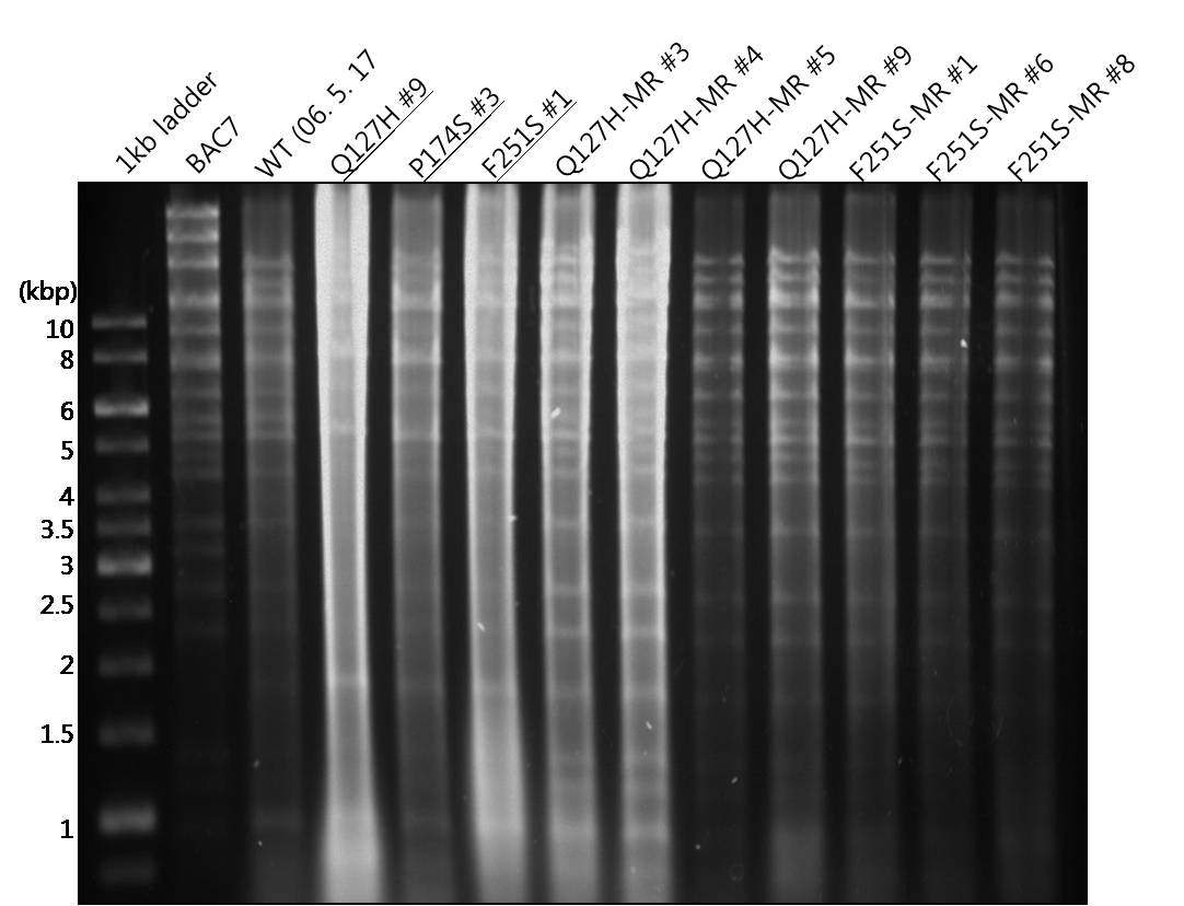 MHV-68 ORF37 단백 서열 돌연변이 바이러스의 reconstitution 분석 결과