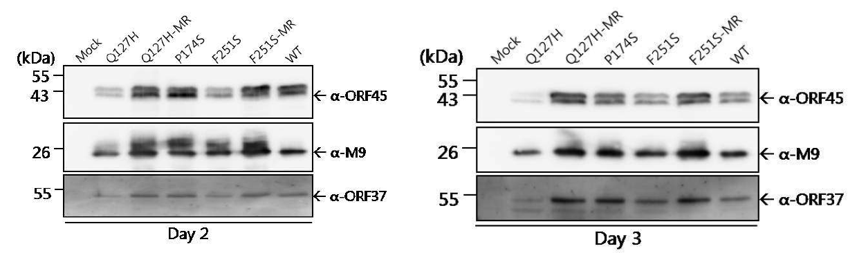 MHV-68 ORF37 단백돌연변이 바이러스 증식에서 viral 단백질의 발현 확인