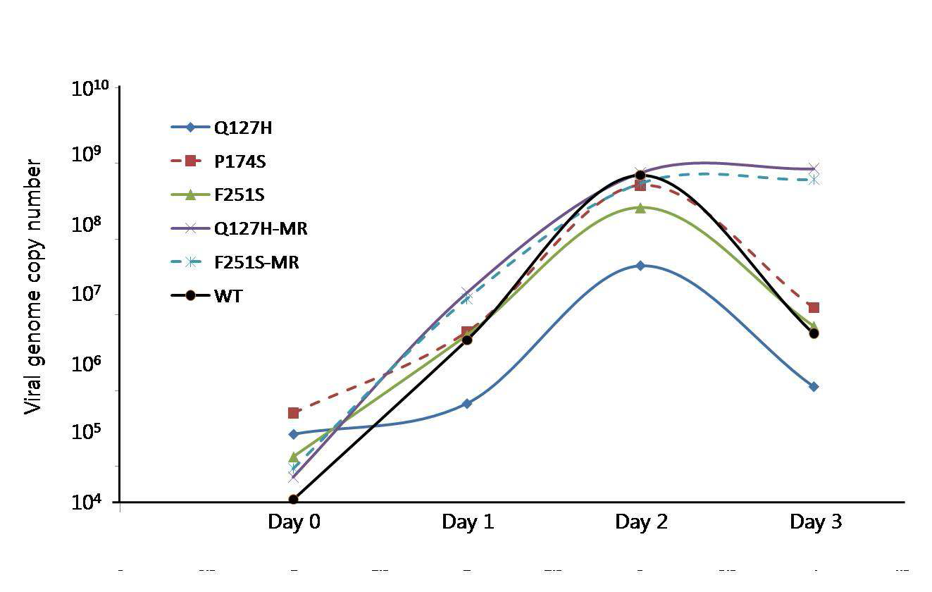 MHV-68 ORF37 단백돌연변이 바이러스의 증식에 따른 viral gonome copy 수 분석