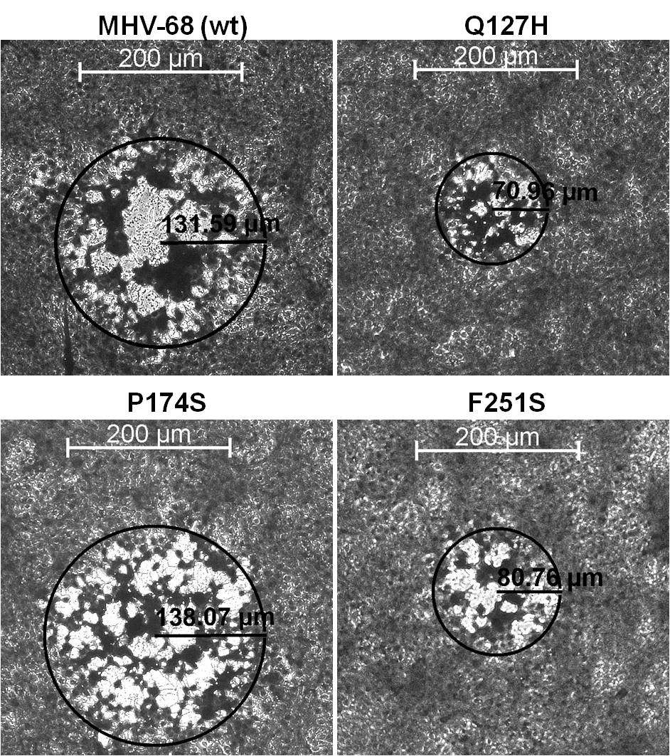 MHV-68 ORF37 단백돌연변이 바이러스의 plaque 크기