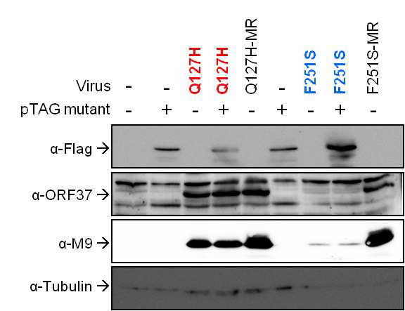 Trans-complementation assay의 viral protein expression 결과