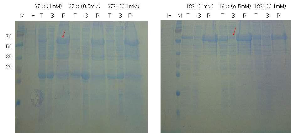 MHV-68 ORF37의 solubility expression test