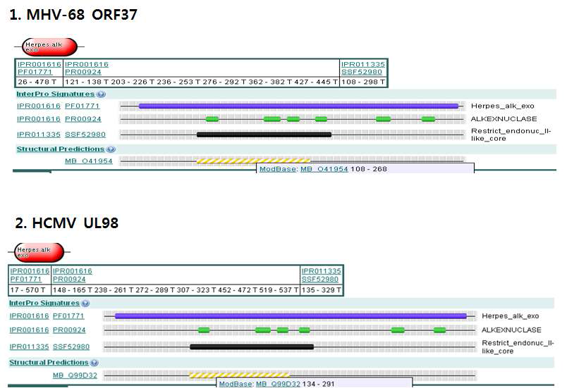 MHV-68 ORF37과 UL98의 structural motif 분석.