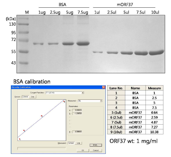 ORF37 wild type 정제 단백질의 정량 결과