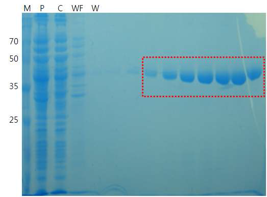 MHV-68 ORF37의 Q127H의 His-tag column 정제 SDS-PAGE gel 전기 영동 결과