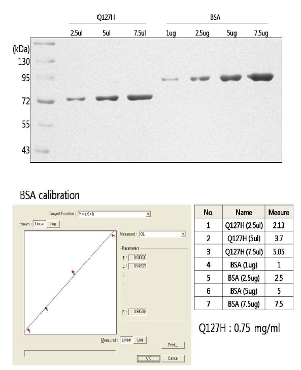 Q127H 돌연변이 정제단백질의 정량 결과