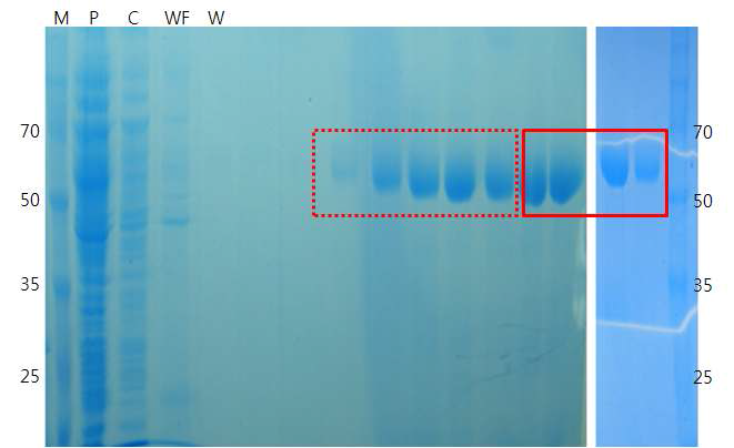MHV-68 ORF37의 P174S의 His-tag column 정제 SDS-PAGE gel 전기 영동 결과