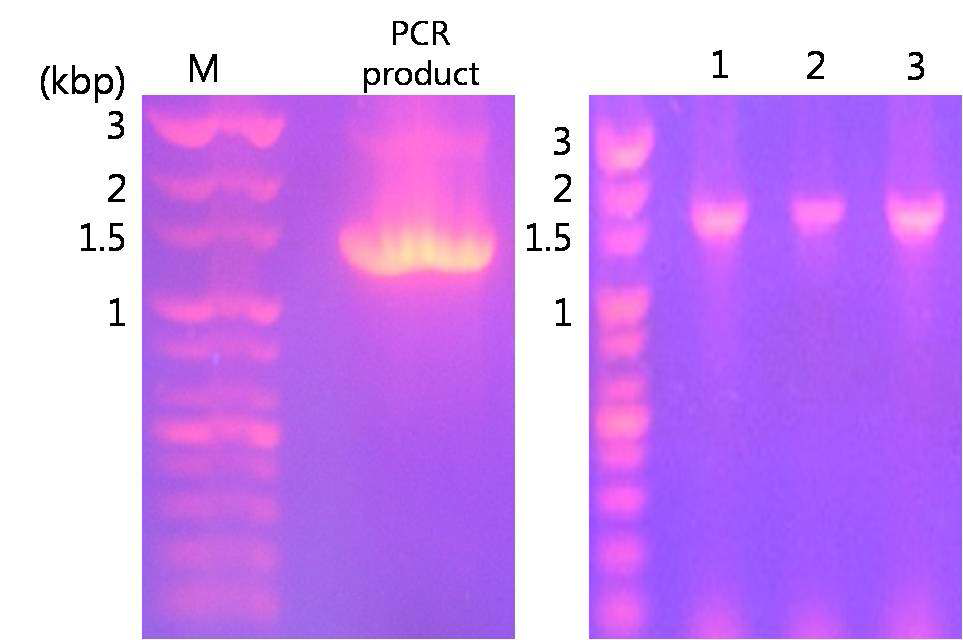 PCR로 증폭된 MHV-68 ORF37 gene (왼쪽). MHV-68 ORF37 colony PCR 결과 (오른쪽).