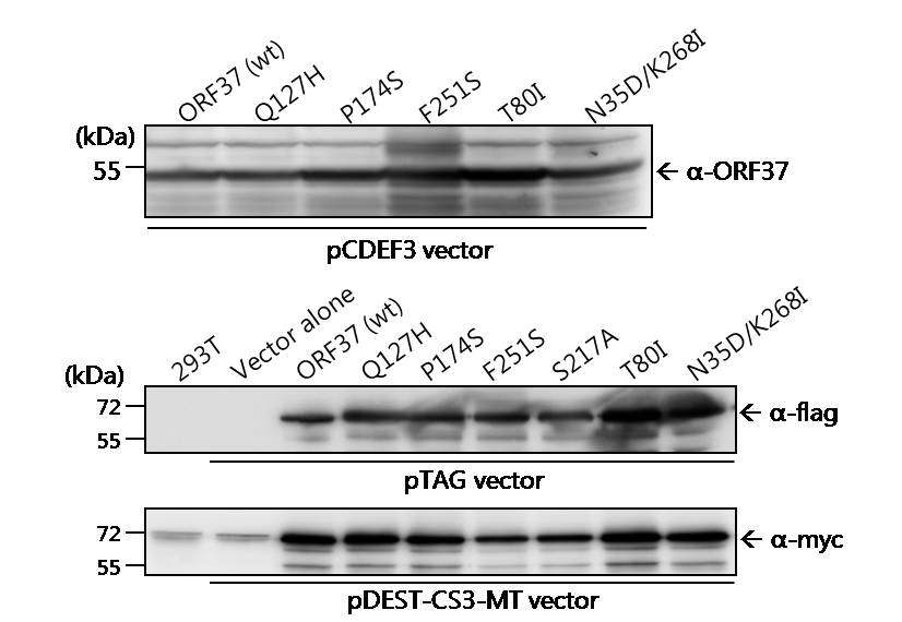 MHV-68 ORF37의 돌연변이 발현벡터들의 세포내 발현 확인