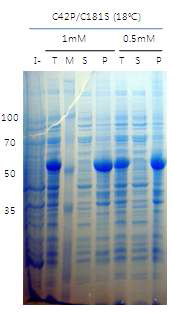 MHV-68 ORF37의 S42P/C181S의 solubility 발현 test 결과