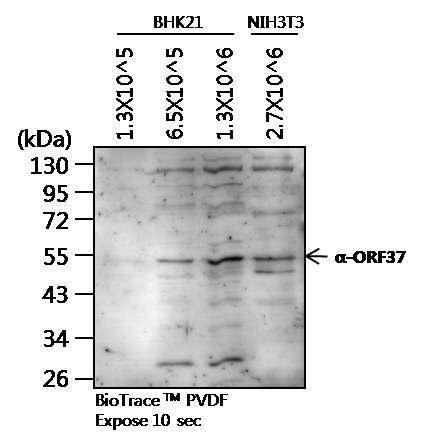 MHV-68 바이러스 상등액에서의 ORF37 발현 확인