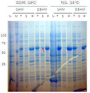 MHV-68 ORF37의 D219S와 F10L의 solubility 발현 test 결과