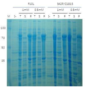 MHV-68 ORF37의 F10L과 S42P/C181S의 solubility 발현 test 결과
