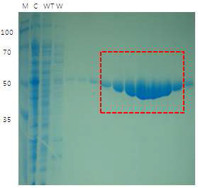 MHV-68 ORF37의 His-tag column 정제 SDS-PAGE gel 전기영동 결과