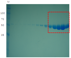 MHV-68 ORF37의 Heparin column 정제 SDS-PAGE gel 전기영동 결과