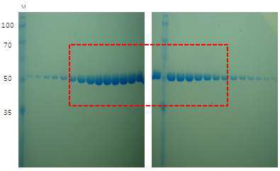 MHV-68 ORF37의 Gel filtration 정제 SDS-PAGE gel 전기영동 결과