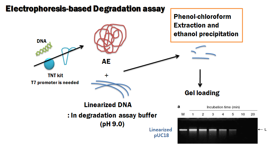 Exonuclease activity 측정을 위한 electrophoresis-based degradation assay의 개념도