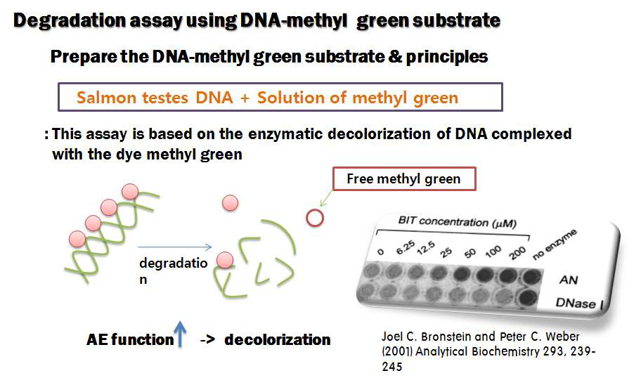 DNA-Methyl green substrate를 이용한 exonuclease activity assay의 개념도