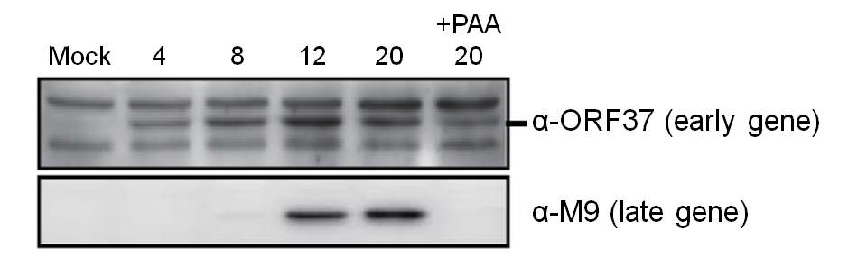 MHV-68 ORF37의 kinetic을 확인한 western blot 결과 (1)