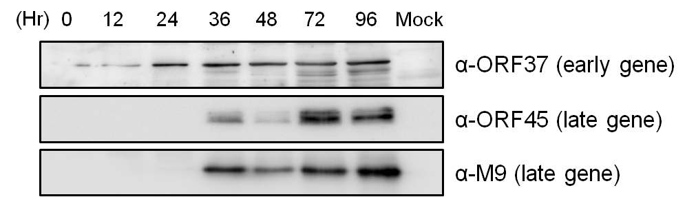 MHV-68 ORF37의 kinetic을 확인한 western blot 결과 (2)