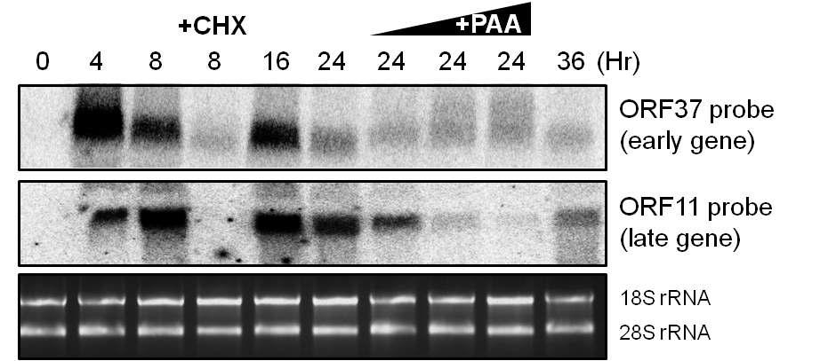 MHV-68 ORF37의 kinetic을 확인한 northern blot 결과