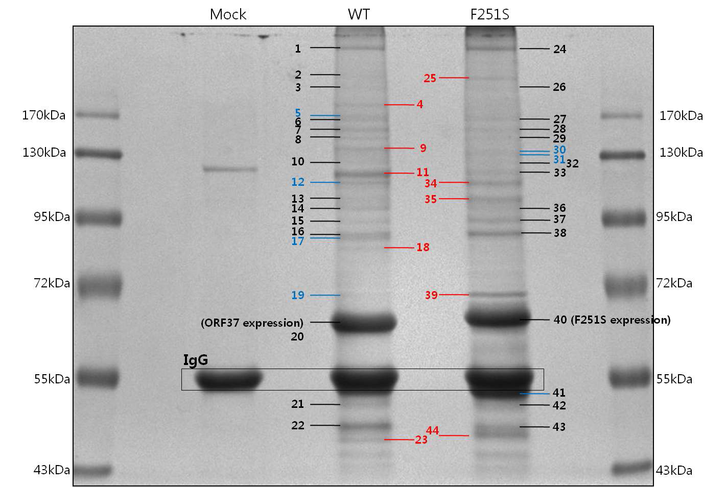 MHV-68 ORF37의 wild type과 F251S 돌연변이 발현벡터의 mass spectrometric 분석