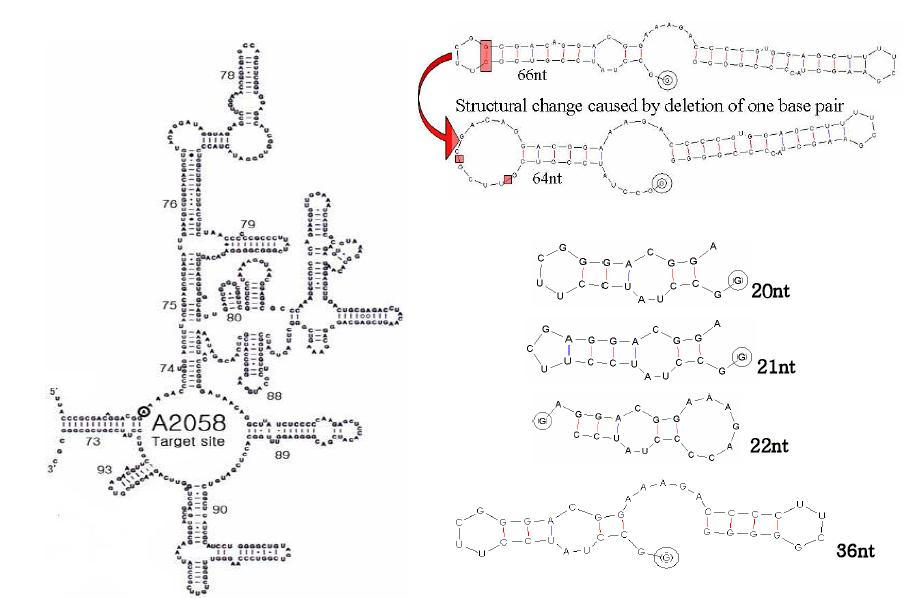 A variety of substrates which be used in this study