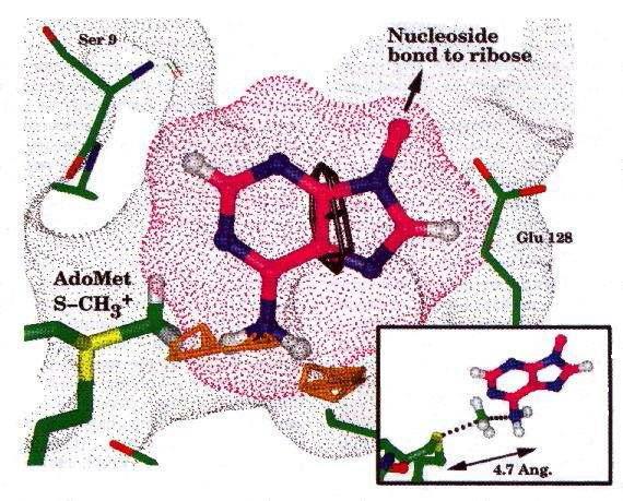 The proposed methylatable adenine binding pocket