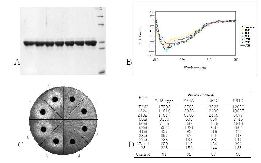 S64A, C, G, F, T, Y mutagenesis. A Purification. B CD spectra. C In vivo assay. D Activity assay